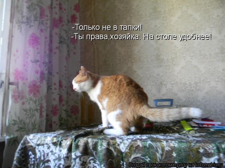 Котоматрица: -Только не в тапки! -Ты права,хозяйка. На столе удобнее!