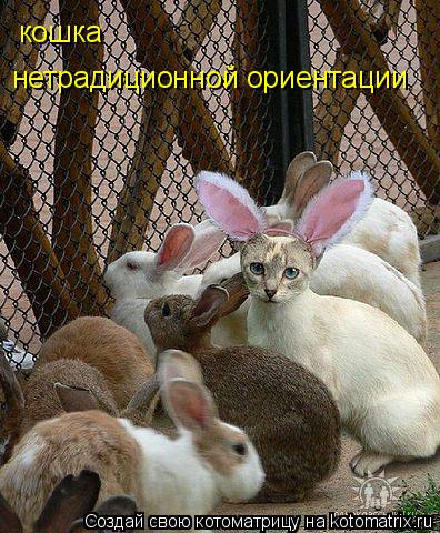 Котоматрица: кошка нетрадиционной ориентации