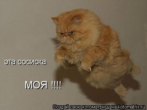 Котоматрица: эта сосиска МОЯ !!!!
