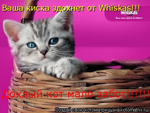 Котоматрица: Ваша киска здохнет от Whiskas!!! Дохлый кот мало забот!!!!!!