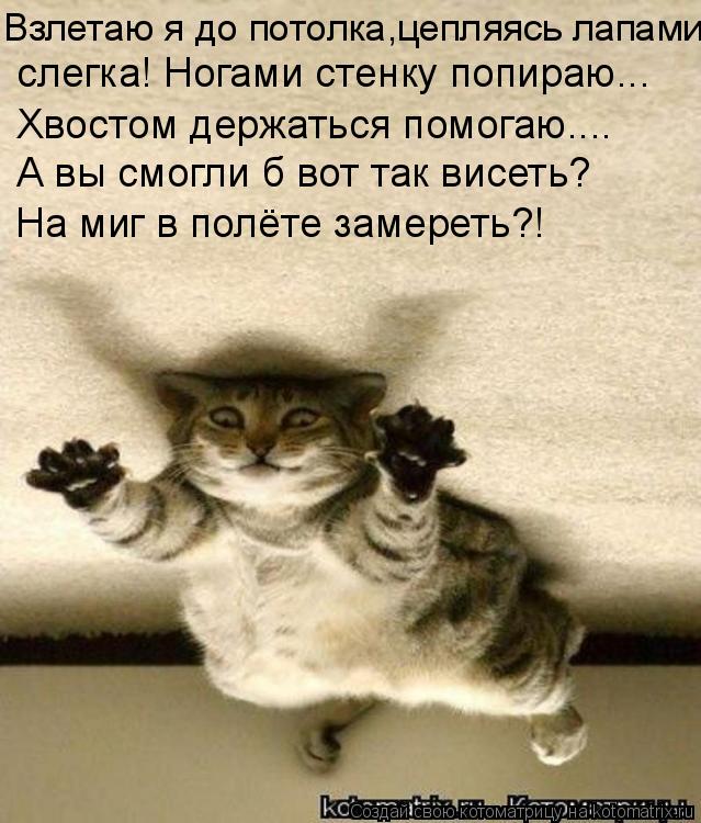 Котоматрица: Взлетаю я до потолка,цепляясь лапами   слегка! Ногами стенку попираю... А вы смогли б вот так висеть? На миг в полёте замереть?! Хвостом держат