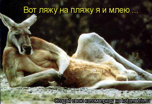 Котоматрица: Вот ляжу на пляжу я и млею ...