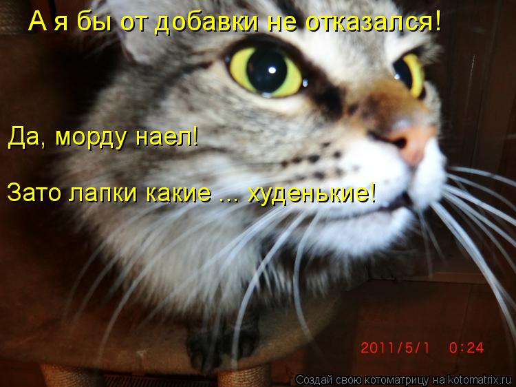 А я бы от добавки не отказался! Да, морду наел! Зато лапки какие ... худенькие!... Котоматрица: А я бы от добавки не отказался! Да, морду наел! Зато лапки какие ... худенькие!