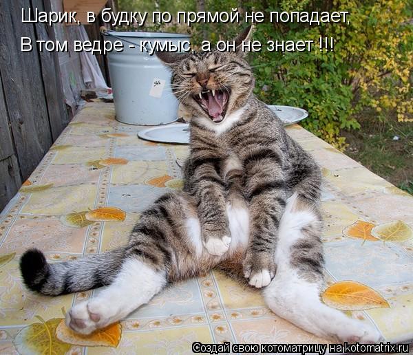 Котоматрица: Шарик, в будку по прямой не попадает,Это был кумыс! Шарик, в будку по прямой не попадает, В том ведре - кумыс, а он не знает !!!