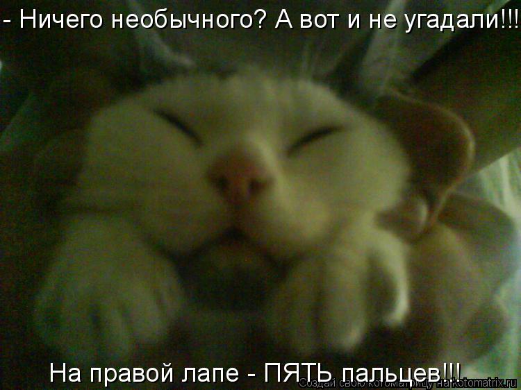 Котоматрица: - Ничего необычного? А вот и не угадали!!! На правой лапе - ПЯТЬ пальцев!!!
