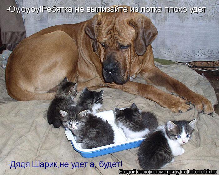 Котоматрица: -Оу,оу,оу!Ребятка не вылизайте из лотка плохо удет -Дядя Шарик,не удет а, будет!