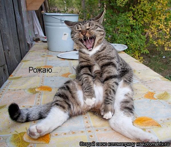 Котоматрица: Рожаю...