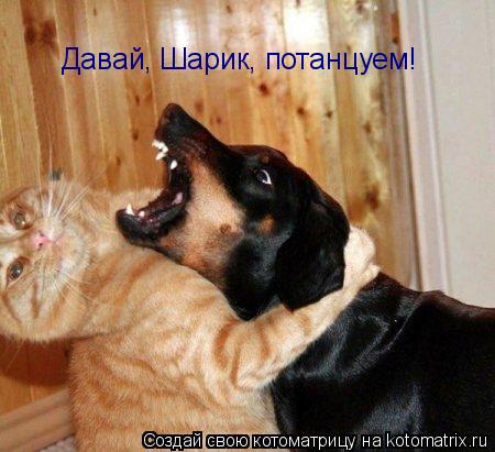 Котоматрица: Давай, Шарик, потанцуем!