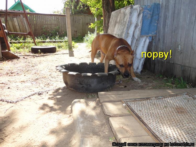 Котоматрица: порву!
