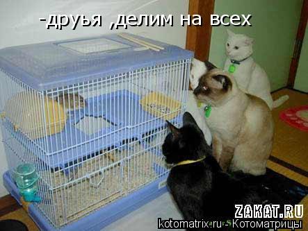 -друья ,делим на всех... Котоматрица: -друья ,делим на всех