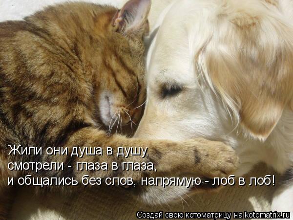 Котоматрица: Жили они душа в душу,  смотрели - глаза в глаза,  и общались без слов, напрямую - лоб в лоб!