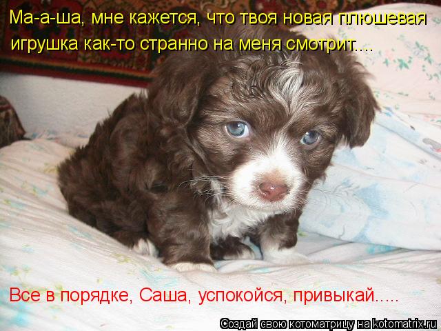 Котоматрица: Ма-а-ша, мне кажется, что твоя новая плюшевая игрушка как-то странно на меня смотрит.... Все в порядке, Саша, успокойся, привыкай.....