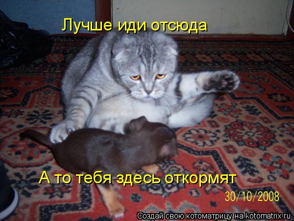Котоматрица: Лучше иди отсюда А то тебя здесь откормят