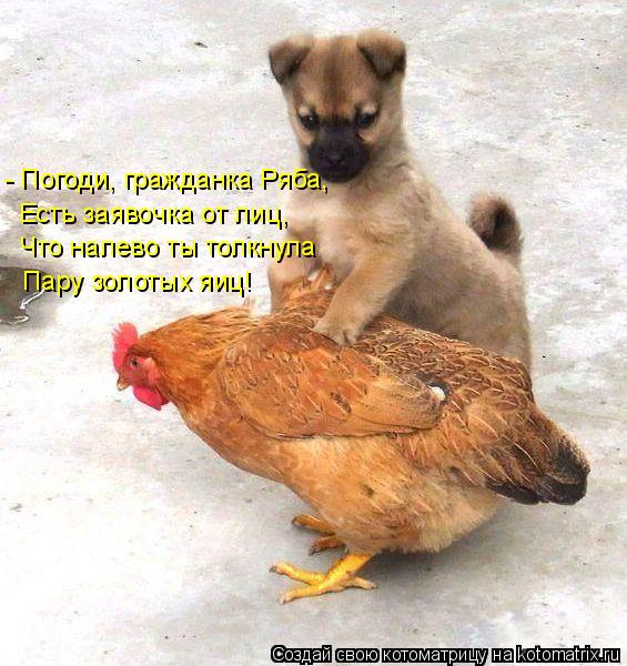 Котоматрица: - Погоди, гражданка Ряба, Есть заявочка от лиц, Что налево ты толкнула Пару золотых яиц!