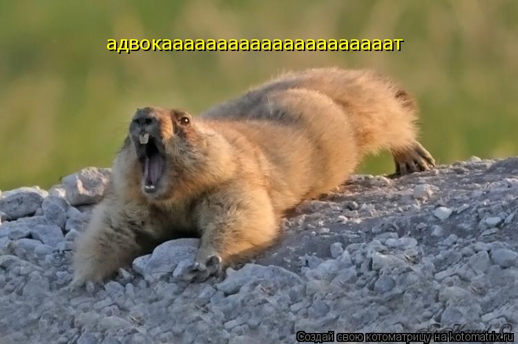 Котоматрица: адвокааааааааааааааааааааат