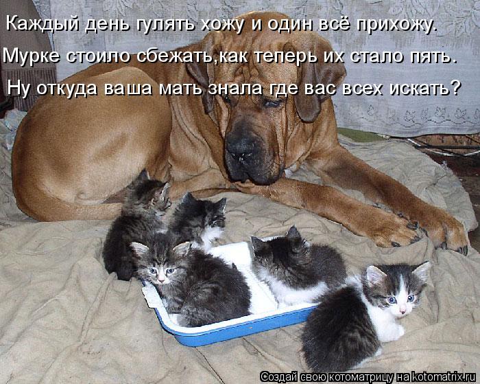 Котоматрица: Мурке стоило сбежать,как теперь их стало пять. Каждый день гулять хожу и один всё прихожу. Ну откуда ваша мать знала где вас всех искать?