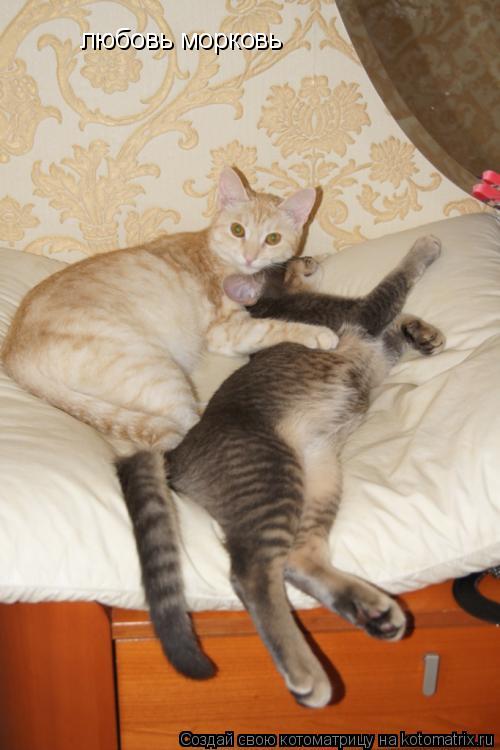 Котоматрица: любовь морковь