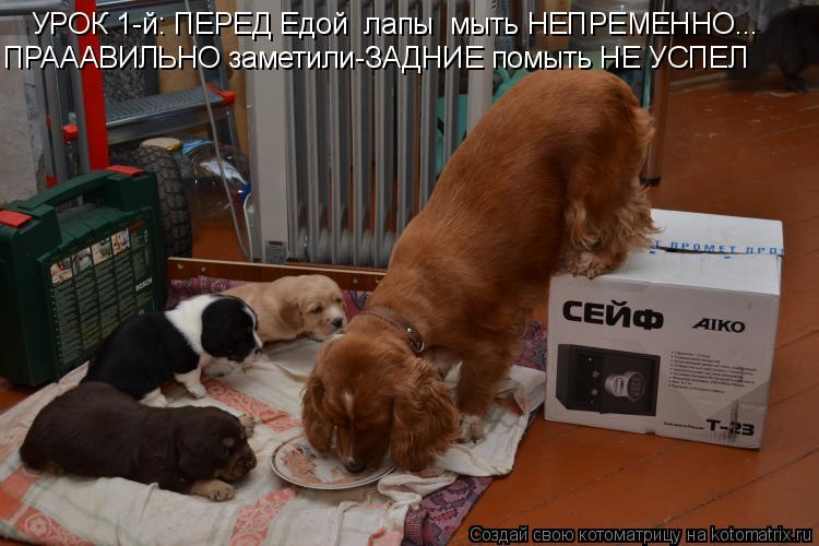 Котоматрица: УРОК 1-й: ПЕРЕД Едой  лапы  мыть НЕПРЕМЕННО... ПРАААВИЛЬНО заметили-ЗАДНИЕ помыть НЕ УСПЕЛ