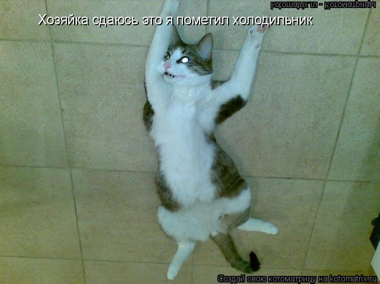Котоматрица: Хозяйка сдаюсь это я пометил холодильник