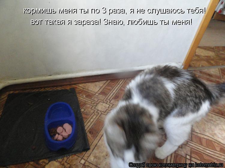 кормишь меня ты по 3 раза, я не слушаюсь тебя! вот такая я зараза! Знаю, любишь ты меня!... Котоматрица: кормишь меня ты по 3 раза, я не слушаюсь тебя! вот такая я зараза! Знаю, любишь ты меня!