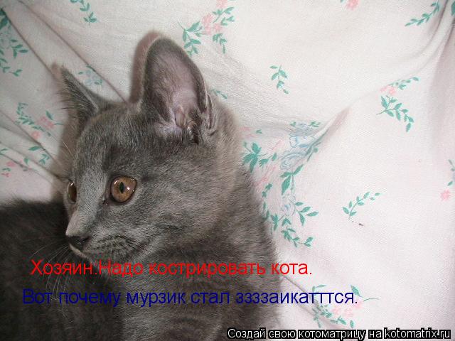 Котоматрица: Хозяин:Надо кострировать кота. Вот почему мурзик стал ззззаикатттся.