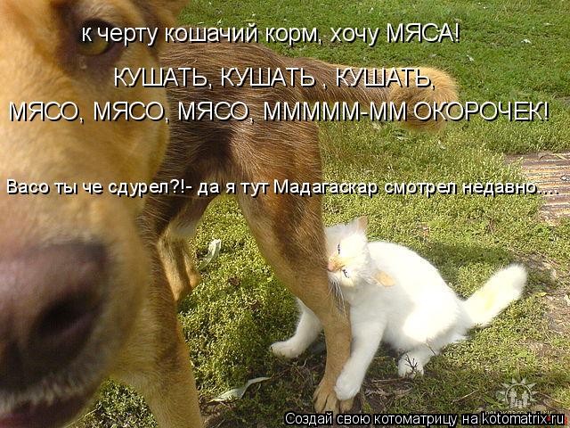 к черту кошачий корм, хочу МЯСА! КУШАТЬ, КУШАТЬ , КУШАТЬ, МЯСО, МЯСО, МЯСО, МММММ-ММ ОКОРОЧЕК! Васо... Котоматрица: к черту кошачий корм, хочу МЯСА! КУШАТЬ, КУШАТЬ , КУШАТЬ, МЯСО, МЯСО, МЯСО, МММММ-ММ ОКОРОЧЕК! Васо ты че сдурел?!- да я тут Мадагаскар смотрел н