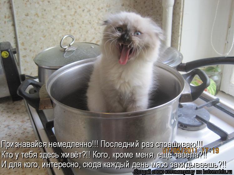 Котоматрица: И для кого, интересно, сюда каждый день мясо закидываешь?!! Признавайся немедленно!!! Последний раз спрашиваю!!! Кто у тебя здесь живёт?!! Кого, 