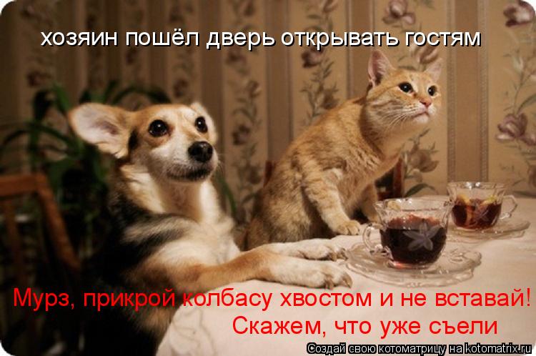 Котоматрица: хозяин пошёл дверь открывать гостям Мурз, прикрой колбасу хвостом и не вставай! Скажем, что уже съели