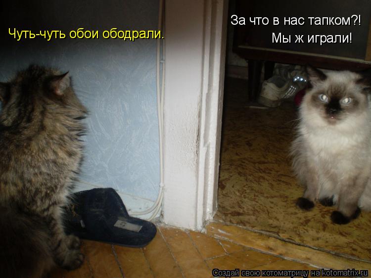 Котоматрица: За что в нас тапком?! Мы ж играли! Чуть-чуть обои ободрали.