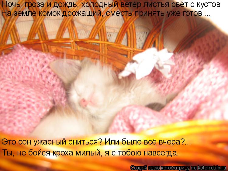 Котоматрица: Ночь, гроза и дождь, холодный ветер листья рвёт с кустов На земле комок дрожащий, смерть принять уже готов.... Это сон ужасный сниться? Или был