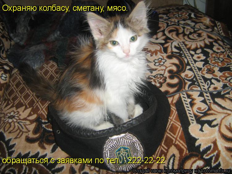 Котоматрица: Охраняю колбасу, сметану, мясо. обращаться с заявками по тел. : 222-22-22