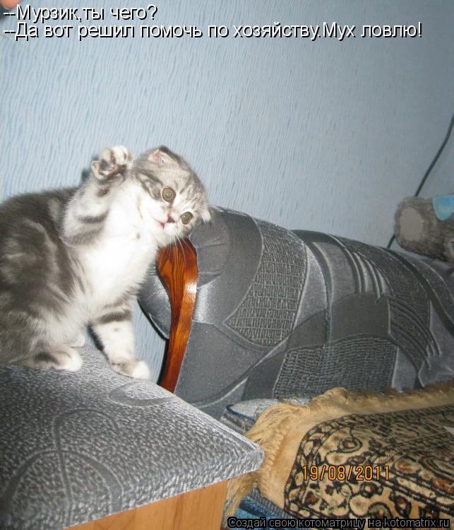 Котоматрица: --Мурзик,ты чего? --Да вот решил помочь по хозяйству.Мух ловлю!
