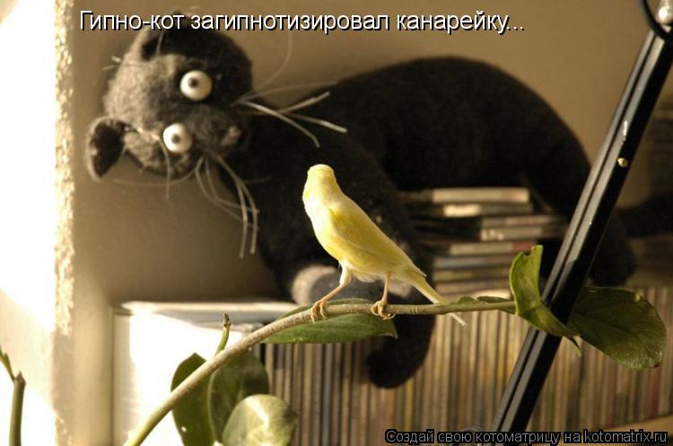 Котоматрица: Гипно-кот загипнотизировал канарейку...