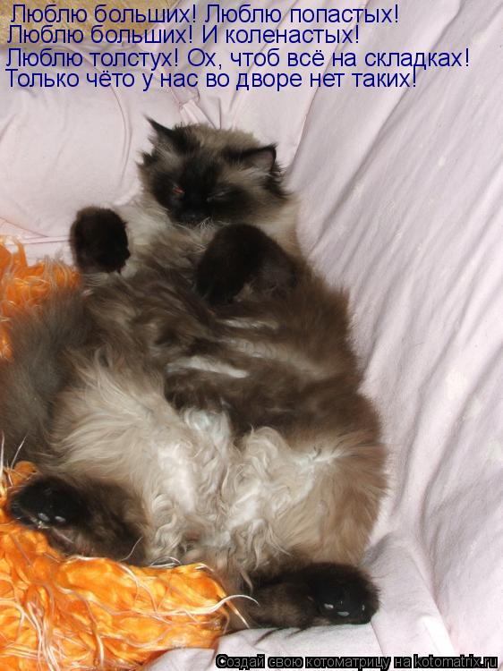 Котоматрица: Люблю больших! Люблю попастых! Люблю больших! И коленастых! Люблю толстух! ох Люблю толстух! Ох, чтоб всё на складках! Только чёто у нас во дво