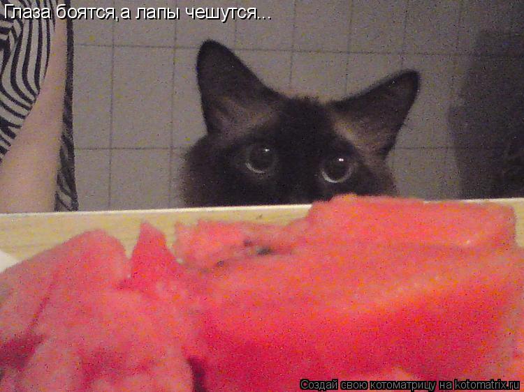 Котоматрица: Глаза боятся,а лапы чешутся...