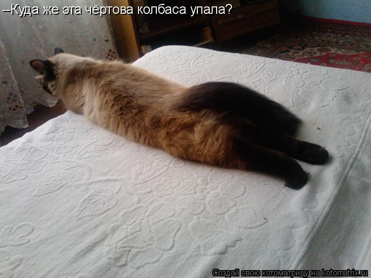 Котоматрица: --Куда же эта чёртова колбаса упала?