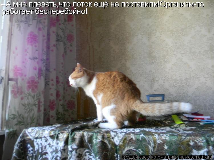 Котоматрица: --А мне плевать,что лоток ещё не поставили!Организм-то работает бесперебойно!