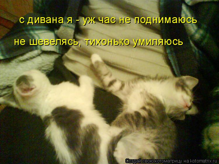Котоматрица: с дивана я - уж час не поднимаюсь не шевелясь, тихонько умиляюсь
