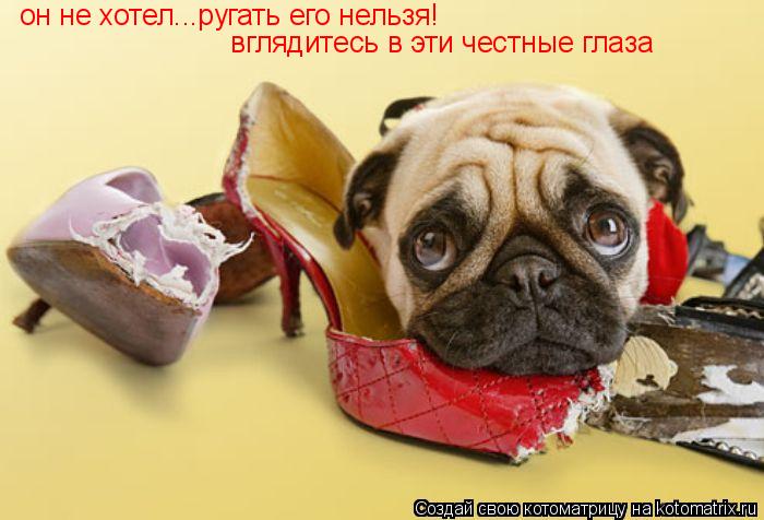 Котоматрица: он не хотел...ругать его нельзя! вглядитесь в эти честные глаза
