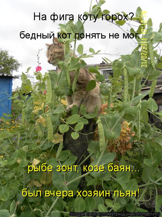 На фига коту горох? рыбе зонт, козе баян... был вчера хозяин пьян! бедный кот понять не мог.... Котоматрица: На фига коту горох? рыбе зонт, козе баян... был вчера хозяин пьян! бедный кот понять не мог.