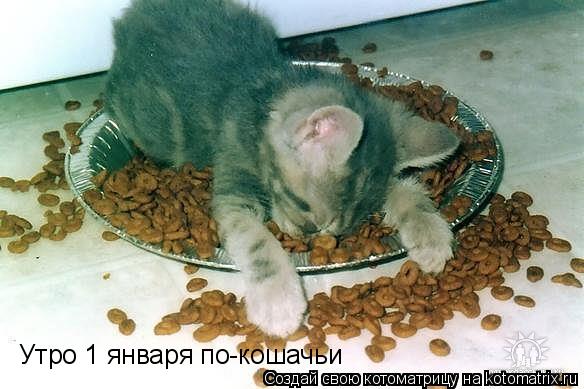 Котоматрица: Утро 1 января по-кошачьи
