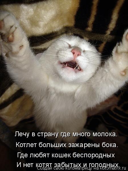 Лечу в страну где много молока. Котлет больших зажарены бока. Где любят кошек беспородных И нет котят... Котоматрица: Лечу в страну где много молока. Котлет больших зажарены бока. Где любят кошек беспородных И нет котят забытых и голодных.