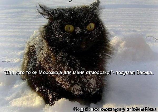 Котоматрица: "Для кого то он Морозко,а для меня отморозко!"- подумал Васька.