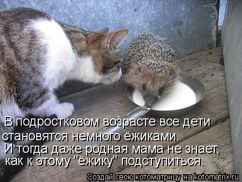 Котоматрица: В подростковом возрасте все дети становятся немного ёжиками.  И тогда даже родная мама не знает, как к этому "ёжику" подступиться.