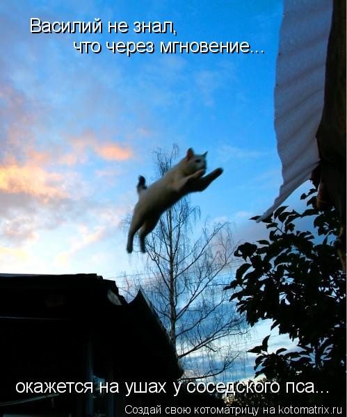Василий не знал, что через мгновение... окажется на ушах у соседского пса...... Котоматрица: Василий не знал, что через мгновение... окажется на ушах у соседского пса...
