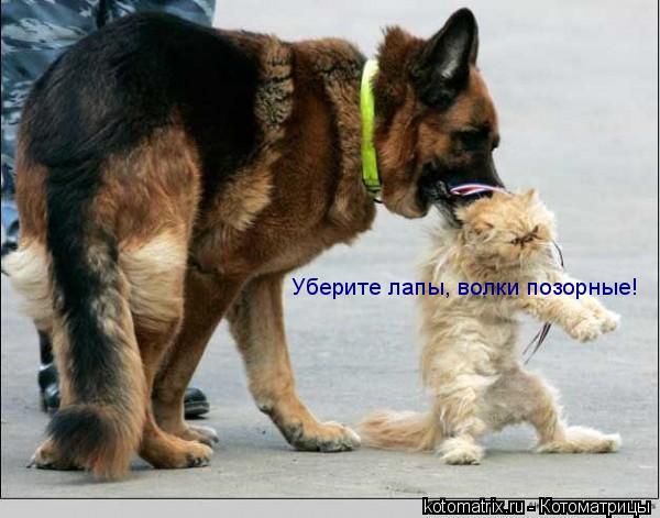 Котоматрица: Уберите лапы, волки позорные!