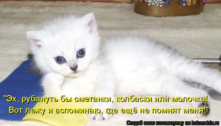 Котоматрица: "Эх, рубануть бы сметанки, колбаски или молочка! Вот лежу и вспоминаю, где ещё не помнят меня!"
