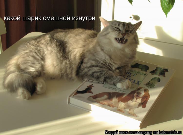 Котоматрица: какой шарик смешной изнутри