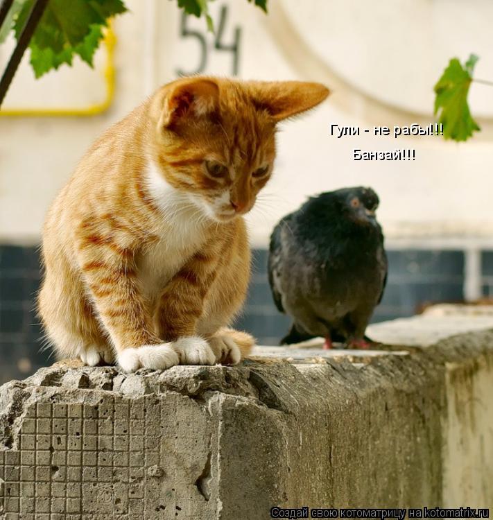 Котоматрица: Гули - не рабы!!! Банзай!!!