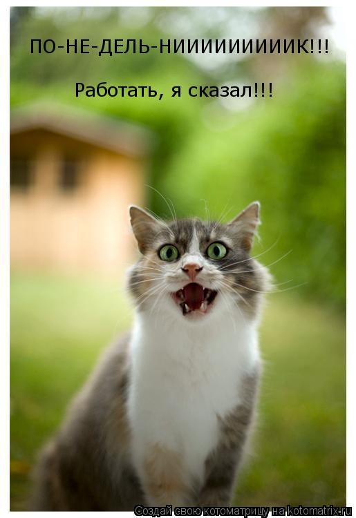 Котоматрица: ПО-НЕ-ДЕЛЬ-НИИИИИИИИИК!!! Работать, я сказал!!!